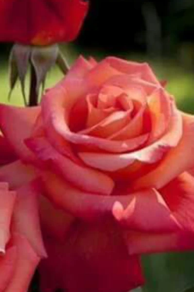 नेमकं वर्मावर बोट ठेवणाऱ्या १०८ मालवणी म्हणी*