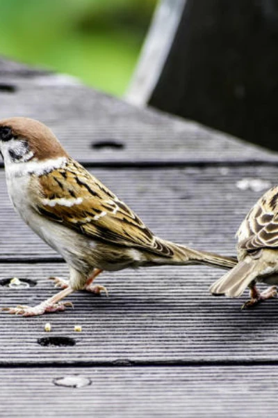 এক জোড়া চড়ুই।  🪽🕊️🐦🐦‍⬛🐦🐦