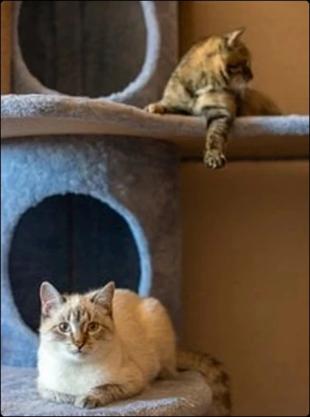 cats life🐱