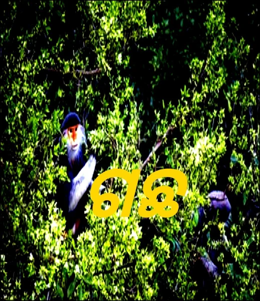 ଗଛ
