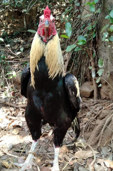 ತುಳು ಕಥೆ