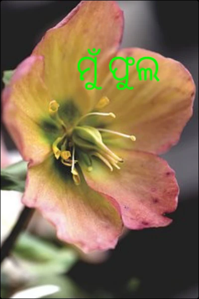 ମୁଁ ଫୁଲ