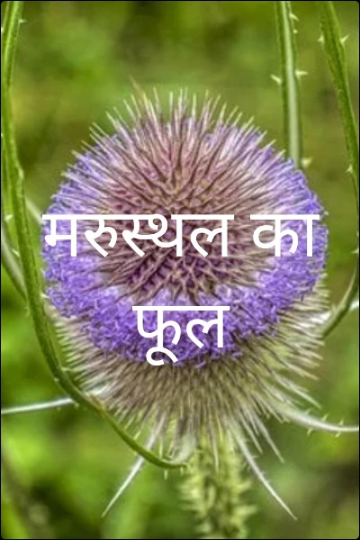मरुस्थल का फूल