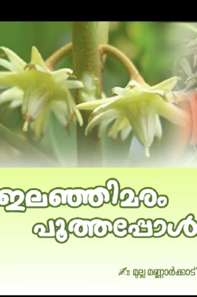 🥀ഇലഞ്ഞി മരം പൂത്തപ്പോൾ 🥀