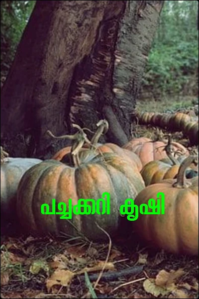 പച്ചക്കറി കൃഷി