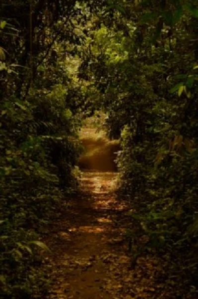 ആയില്യം കാവ്