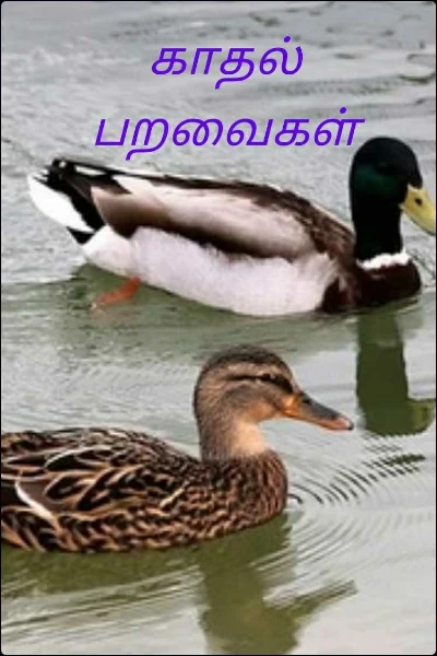 காதல் பறவைகள்