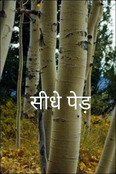 सीधे पेड़