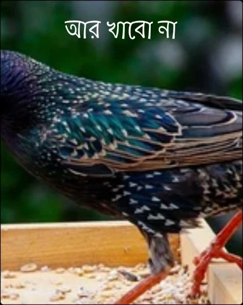 আর খাবো না