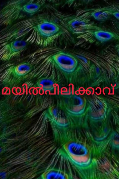 മയിൽ‌പീലിക്കാവ് 🦚🦚