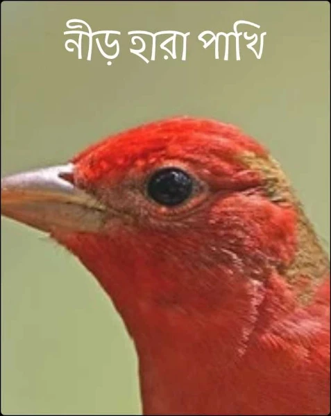 নীড় হারা পাখি