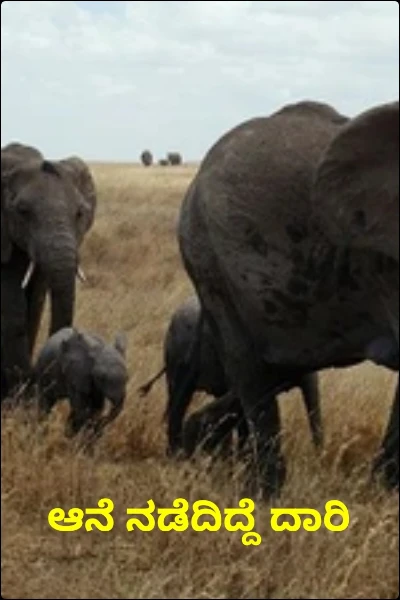 ಆನೆ ನಡೆದಿದ್ದೆ ದಾರಿ
