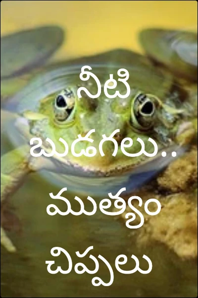 నీటి బుడగలు.. ముత్యం చిప్పలు