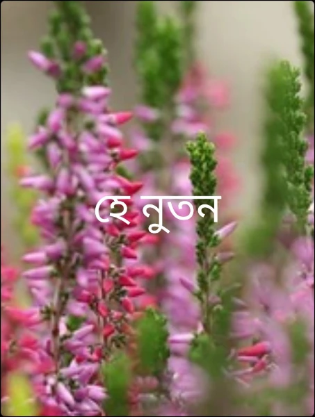হে নুতন
