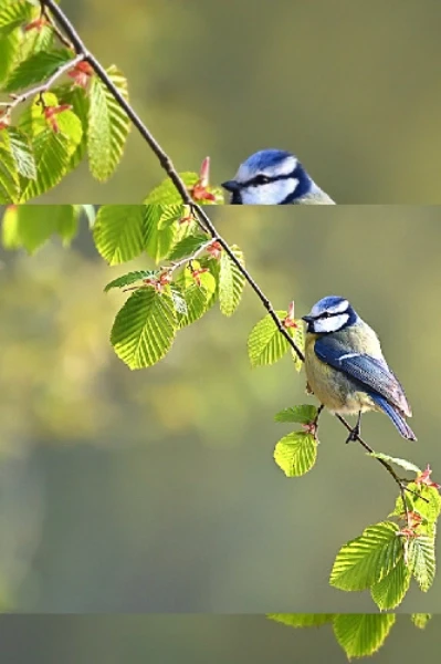 పిన్ని.....