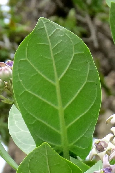 జిల్లేడు ఆకు -రథసప్తమి