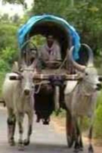 കാള വണ്ടി