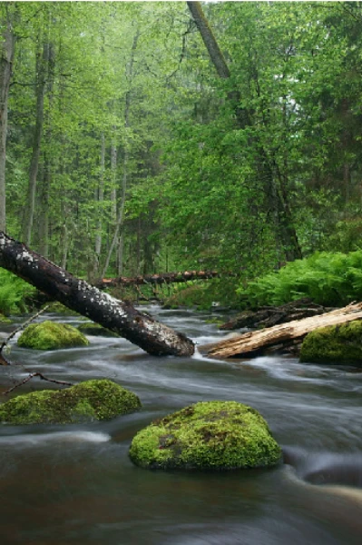 WONDERFUL NATURE