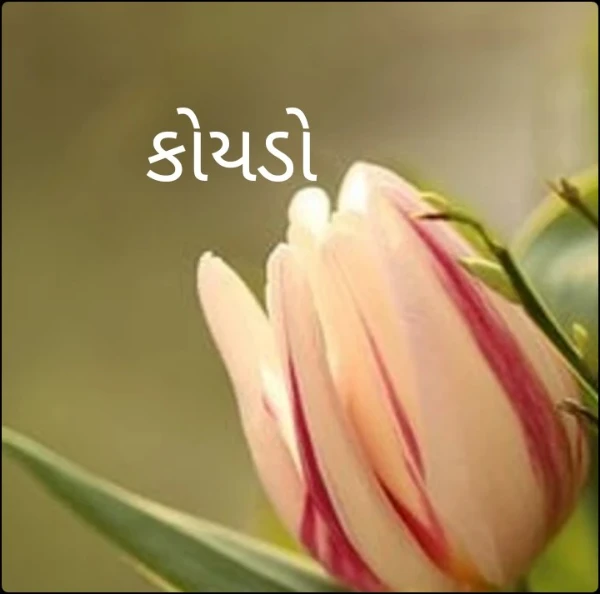 કોયડો