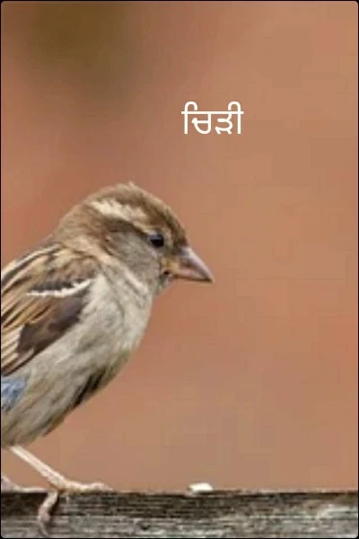 ਚਿੜੀ