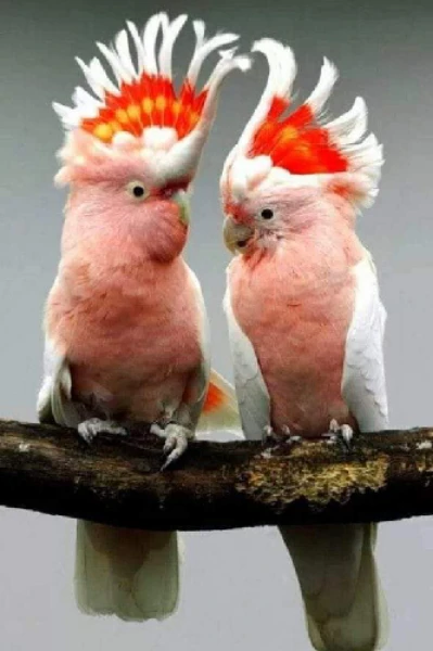 கொண்டை கிளிகள்