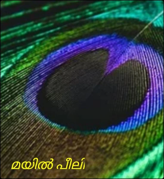 മയിൽ പീലി