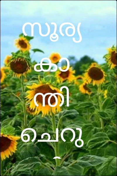 സൂര്യ കാന്തി       ചെറു കവിത