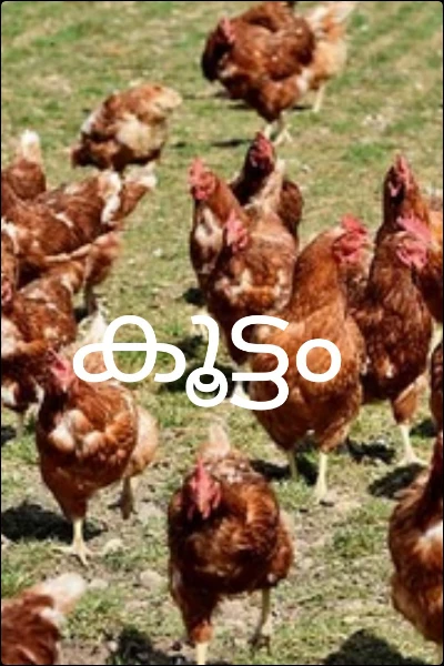 കൂട്ടം