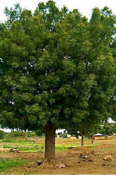 ಬೇವಿನ ಮರ