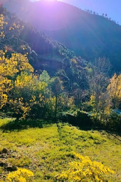 ವನ ದೇವತೆ