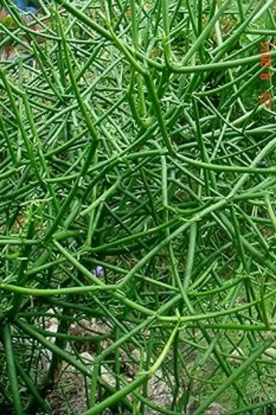 கொடி கள்ளி அல்ல அல்ல கொடூர கள்ளி😔