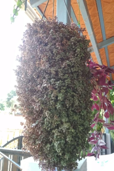 ನಾನು ವೋಟು ಹಾಕಿದ್ದು