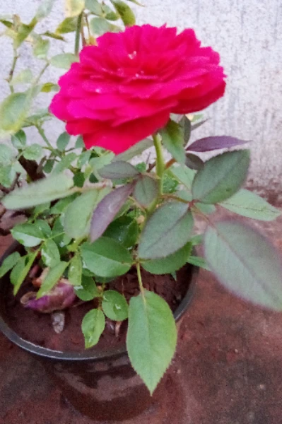 గులాబీ పువ్వులు