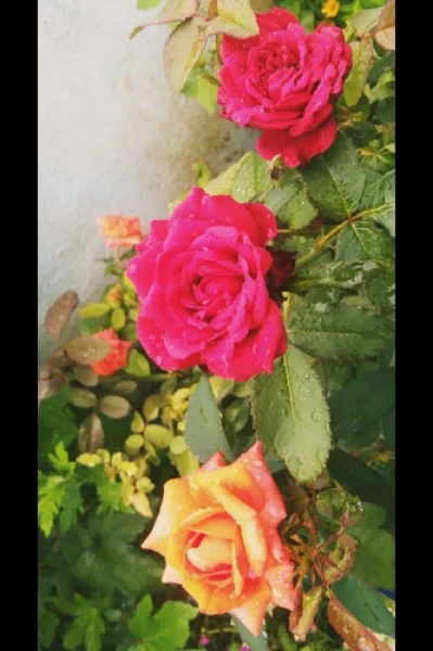 నవ్వుకోండి 🤣🥰🥰