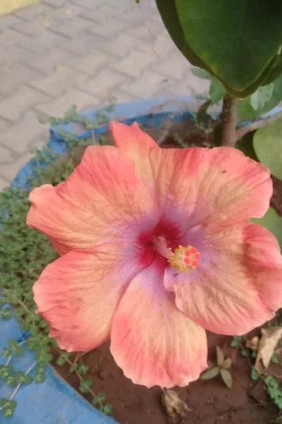 ಸುರಗಂಗೆ