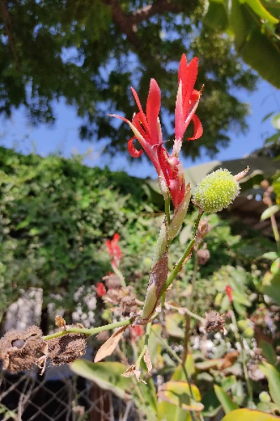 ઝબકેલો ઝંકાર