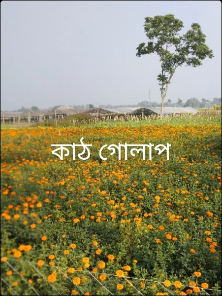 কাঠ গোলাপ
