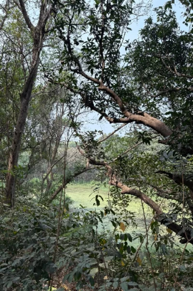 হত্যারহস্য