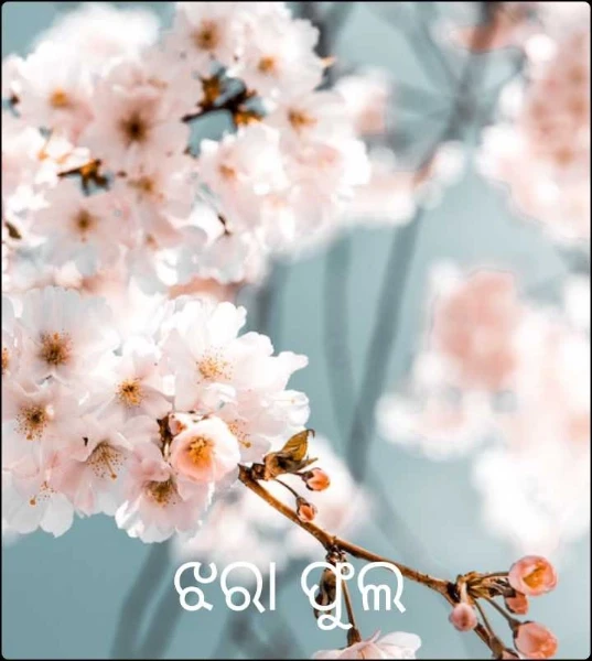 ଝରା ଫୁଲ ( କାହାଣୀ ଏକ ଦୁଃଖିନୀ ର )