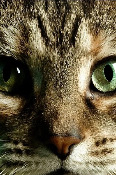 அழு குரல் (சிறுகதை)