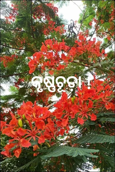 କୃଷ୍ଣଚୂଡ଼ା !