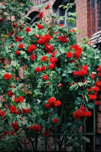 సామెతలు