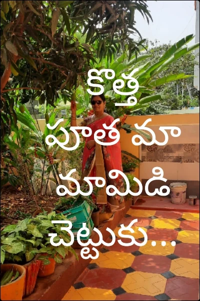 కొత్త పూత మా మామిడి చెట్టుకు...