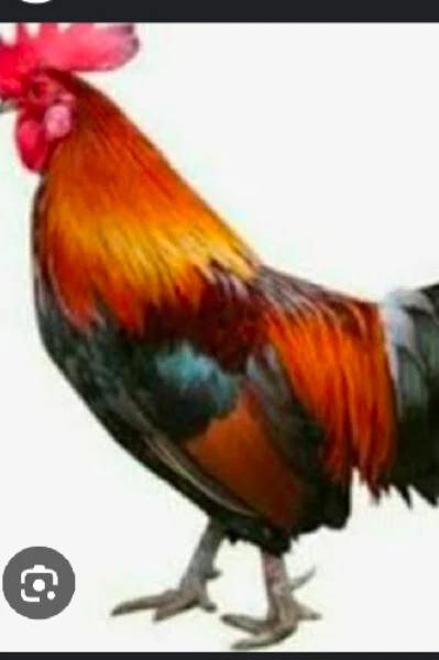 ಚಿನ್ನದ ಮೊಟ್ಟೆ ಇಡುವ ಕೋಳಿಯ ಕಥೆ