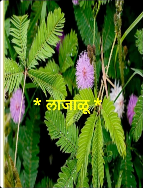 * लाजाळू *