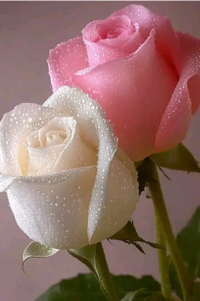 ಲಿಪಿ 🙏🙏