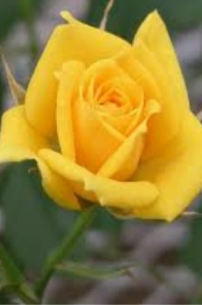 గమ్యం లేని ప్రయాణం