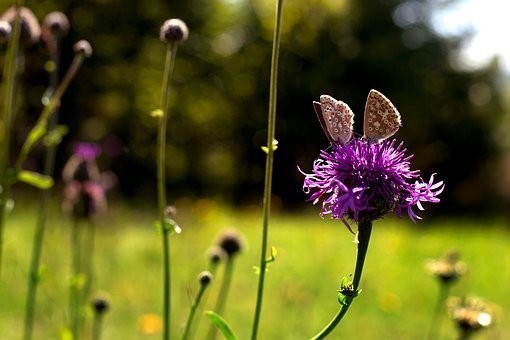 চেনা চেনা লাগে
আলমগীর আলম