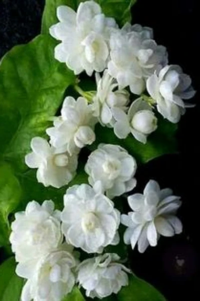 ఙ్ఞాపకాలు