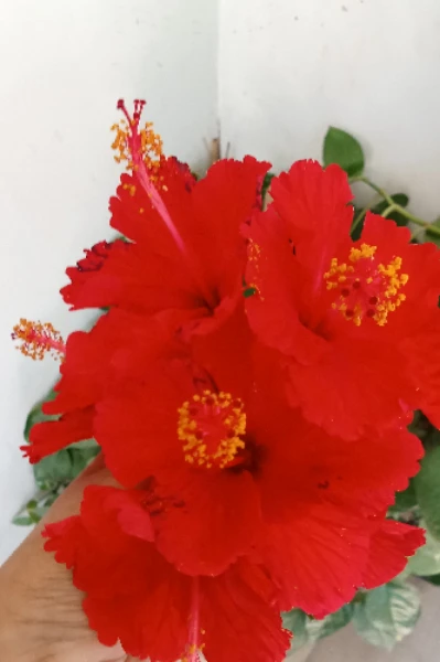 ప్రేమతో మీ జమున ♥️2.o